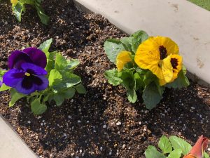 にじいろテラス花壇にパンジーを植付けました！