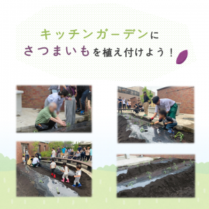 キッチンガーデンにさつまいもを植え付けました！