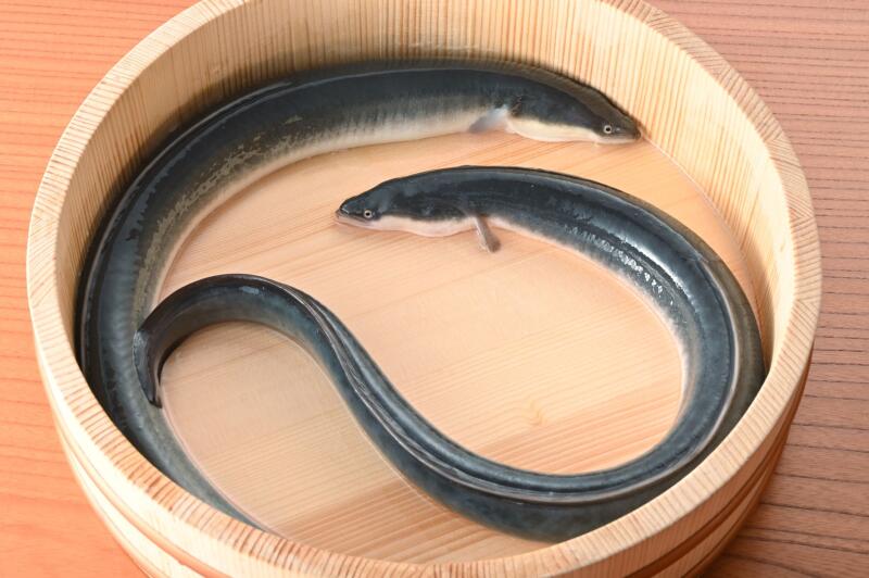 炭焼　うな富士　有楽町店　むかい